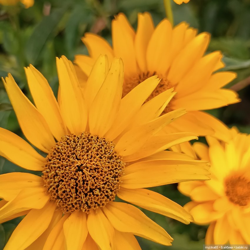 Воспоминания о лете — Игровые куклы разных производителей (Разное): редкие бренды