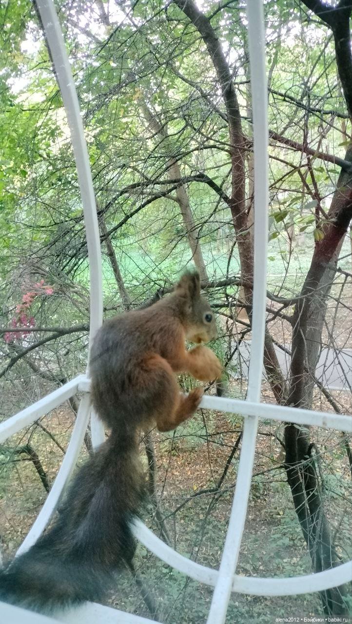 Меня посещает белочка — В мире животных: смешные фото питомцев и зверей (фото 7)