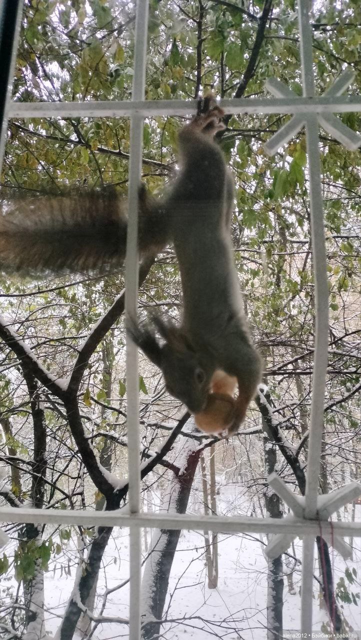 Меня посещает белочка — В мире животных: смешные фото питомцев и зверей (фото 6)