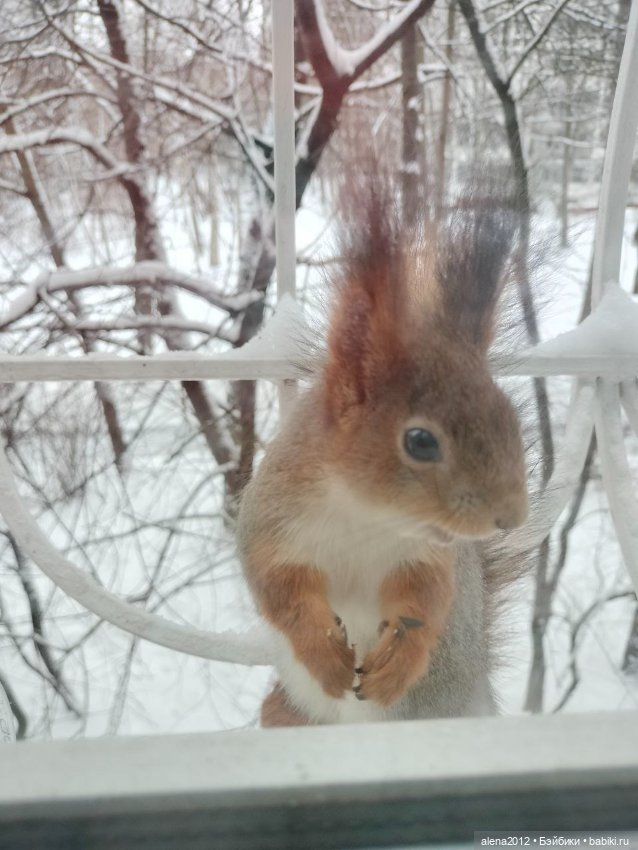 Меня посещает белочка — В мире животных: смешные фото питомцев и зверей