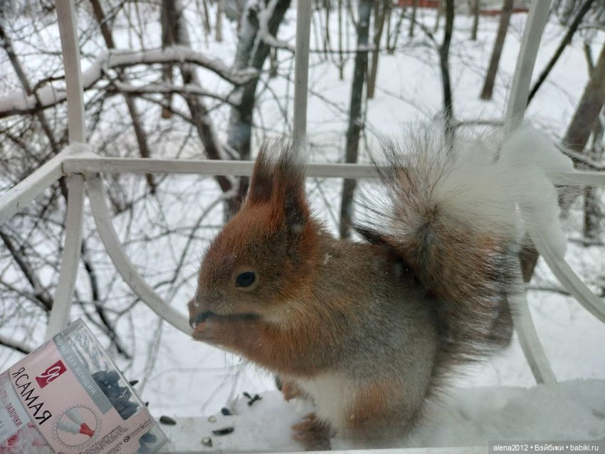 Меня посещает белочка — В мире животных: смешные фото питомцев и зверей
