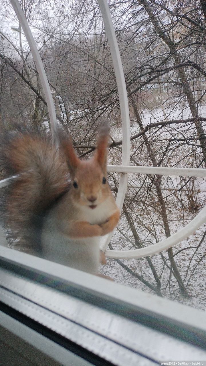 Меня посещает белочка — В мире животных: смешные фото питомцев и зверей (фото 2)