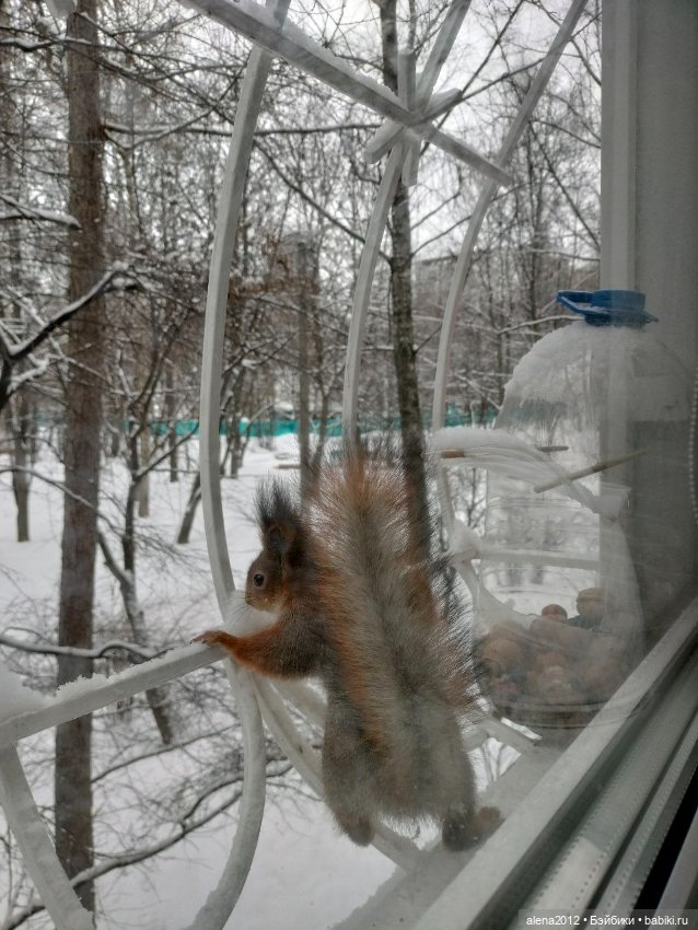 Меня посещает белочка — В мире животных: смешные фото питомцев и зверей