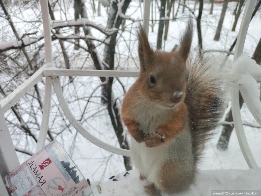 Меня посещает белочка — В мире животных: смешные фото питомцев и зверей