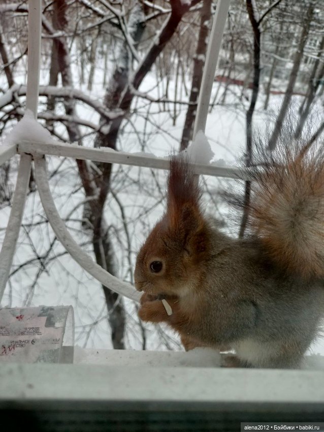 Меня посещает белочка — В мире животных: смешные фото питомцев и зверей