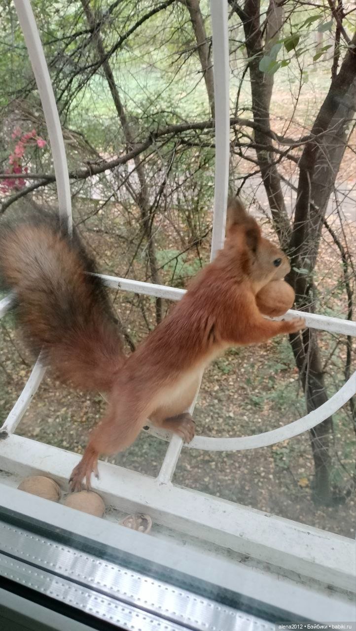Меня посещает белочка — В мире животных: смешные фото питомцев и зверей (фото 10)