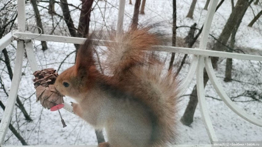 Меня посещает белочка — В мире животных: смешные фото питомцев и зверей (фото 4)