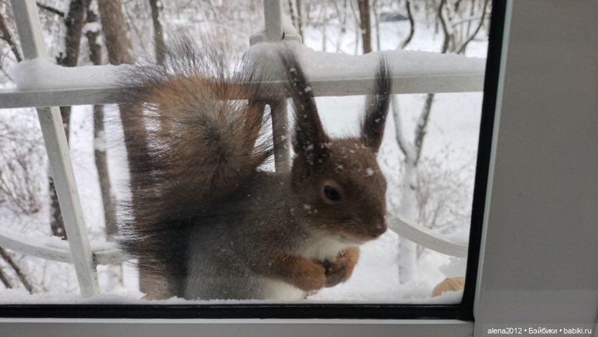 Меня посещает белочка — В мире животных: смешные фото питомцев и зверей