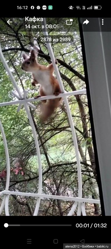 Меня посещает белочка — В мире животных: смешные фото питомцев и зверей