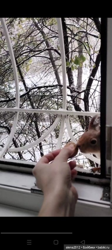 Меня посещает белочка — В мире животных: смешные фото питомцев и зверей