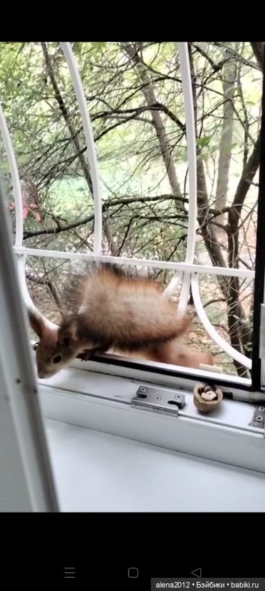 Меня посещает белочка — В мире животных: смешные фото питомцев и зверей