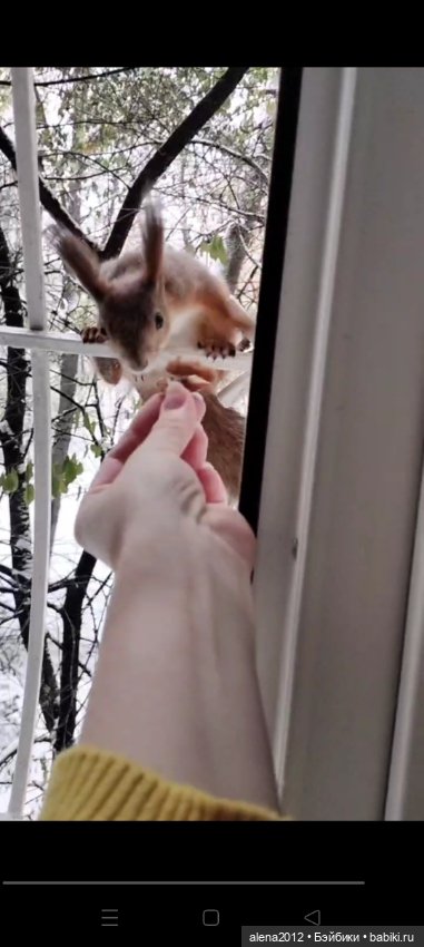 Меня посещает белочка — В мире животных: смешные фото питомцев и зверей