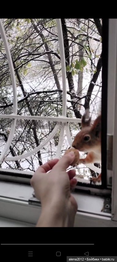 Меня посещает белочка — В мире животных: смешные фото питомцев и зверей