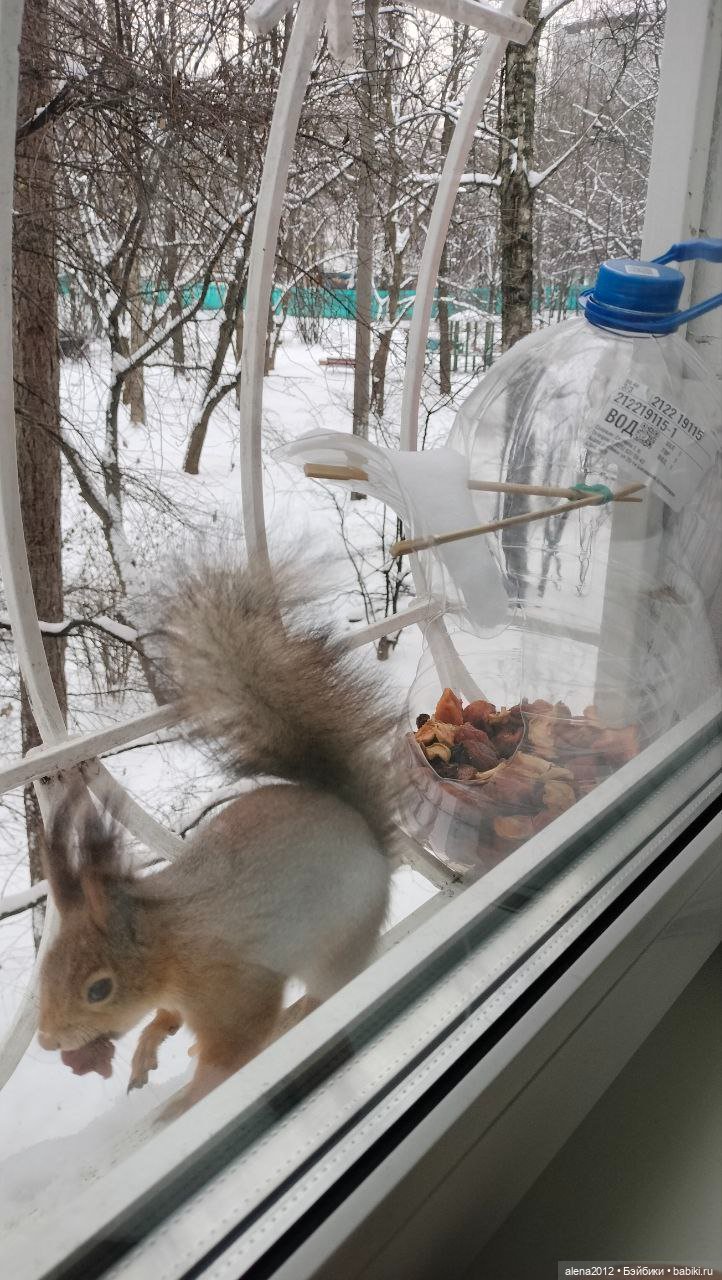 Меня посещает белочка — В мире животных: смешные фото питомцев и зверей