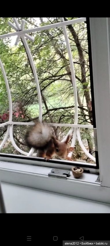 Меня посещает белочка — В мире животных: смешные фото питомцев и зверей