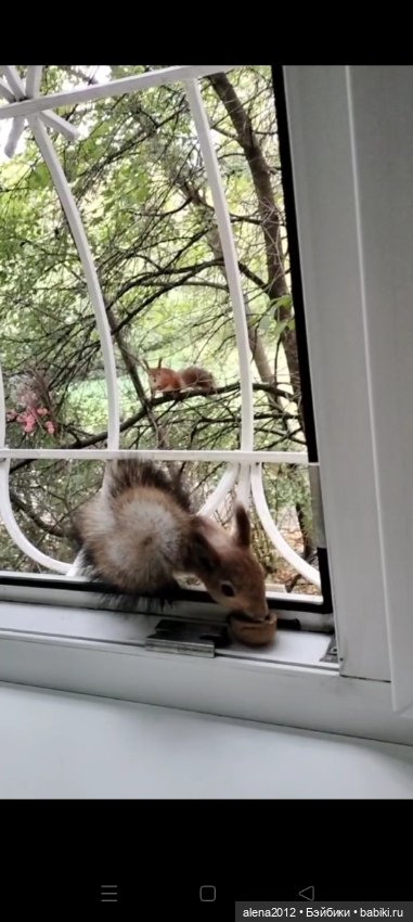 Меня посещает белочка — В мире животных: смешные фото питомцев и зверей