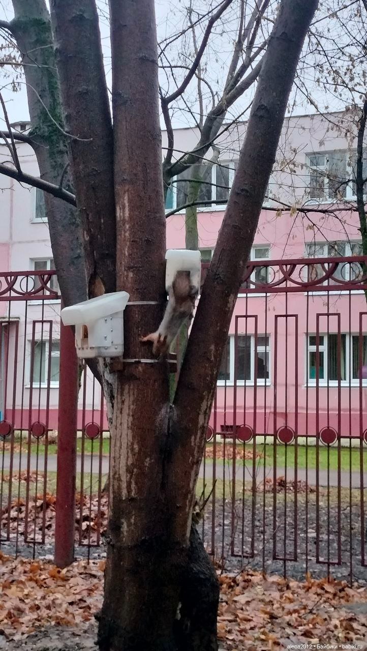 Меня посещает белочка — В мире животных: смешные фото питомцев и зверей