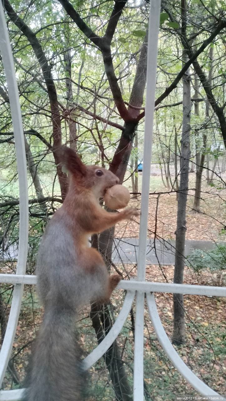 Меня посещает белочка — В мире животных: смешные фото питомцев и зверей