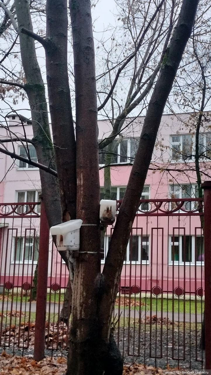 Меня посещает белочка — В мире животных: смешные фото питомцев и зверей