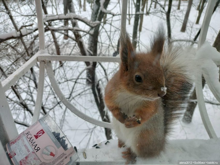Меня посещает белочка — В мире животных: смешные фото питомцев и зверей