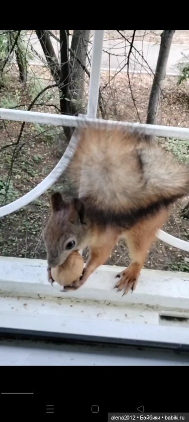 Меня посещает белочка — В мире животных: смешные фото питомцев и зверей