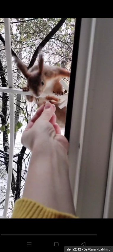 Меня посещает белочка — В мире животных: смешные фото питомцев и зверей