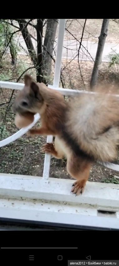 Меня посещает белочка — В мире животных: смешные фото питомцев и зверей