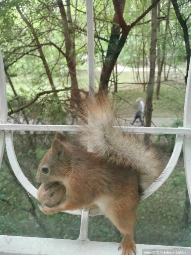 Меня посещает белочка — В мире животных: смешные фото питомцев и зверей