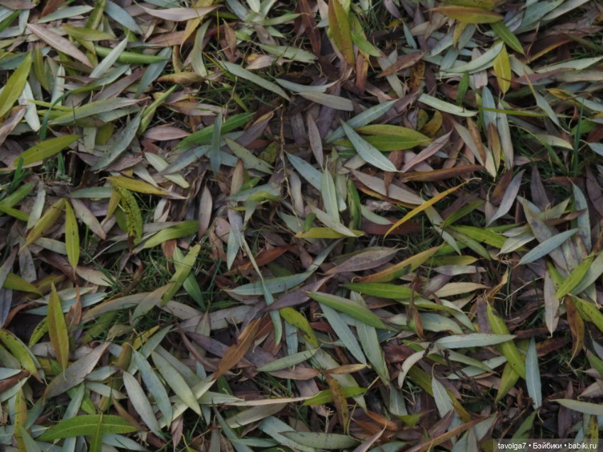 "Как я полюбила ноябрь" - Россия