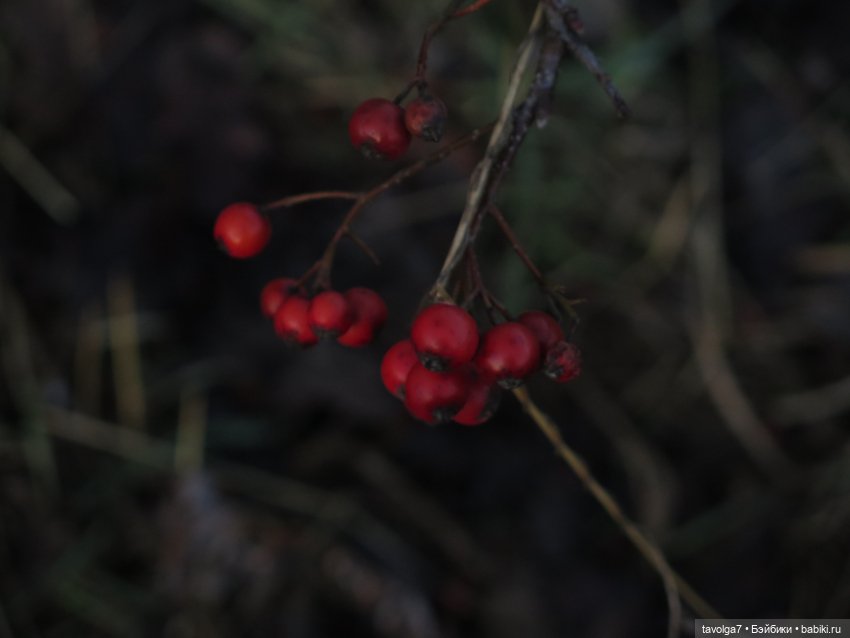 "Как я полюбила ноябрь" - Россия