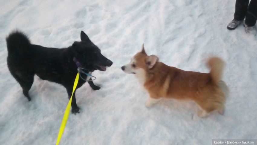 День домашних животных — Коллекционные игрушки и фигурки: Lego