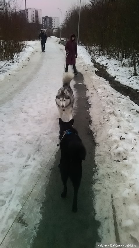 День домашних животных — Коллекционные игрушки и фигурки: Lego