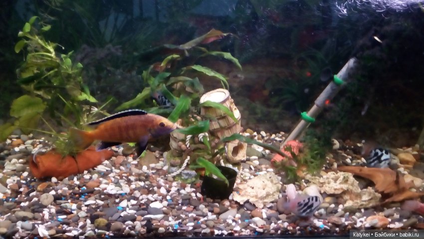 День домашних животных — Коллекционные игрушки и фигурки: Lego