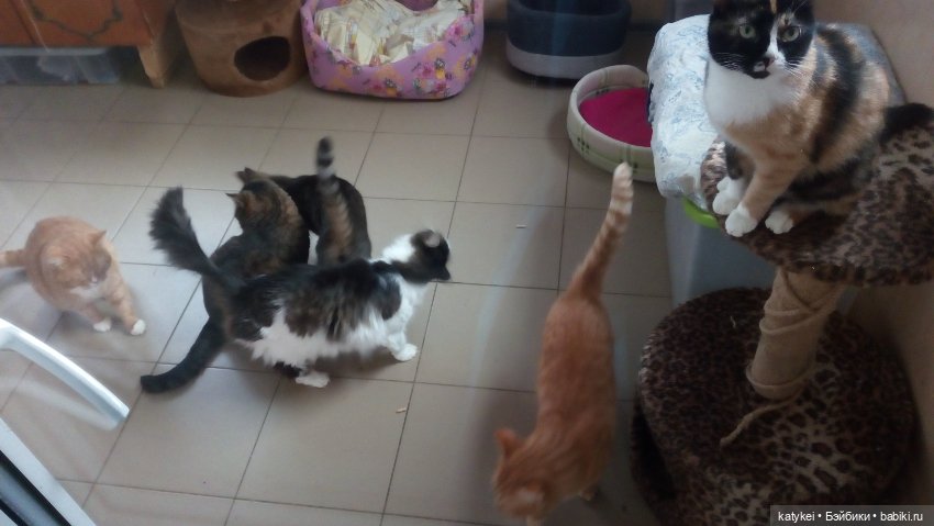 День домашних животных — Коллекционные игрушки и фигурки: Lego