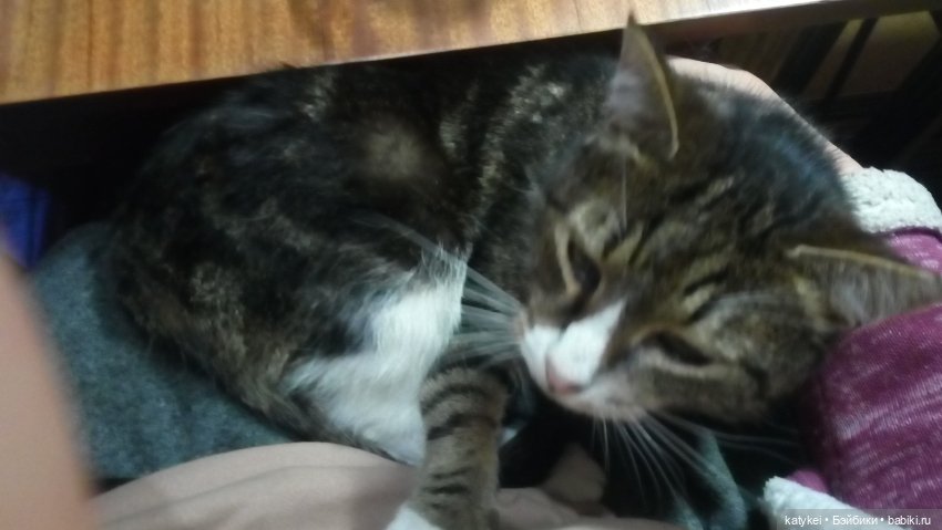 День домашних животных — Коллекционные игрушки и фигурки: Lego