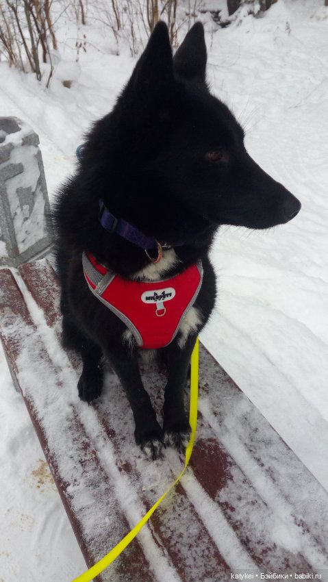 День домашних животных — Коллекционные игрушки и фигурки: Lego