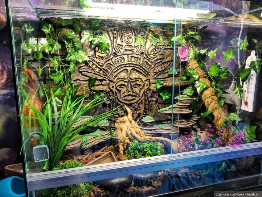 Облагораживала своими руками террариум Эушкам