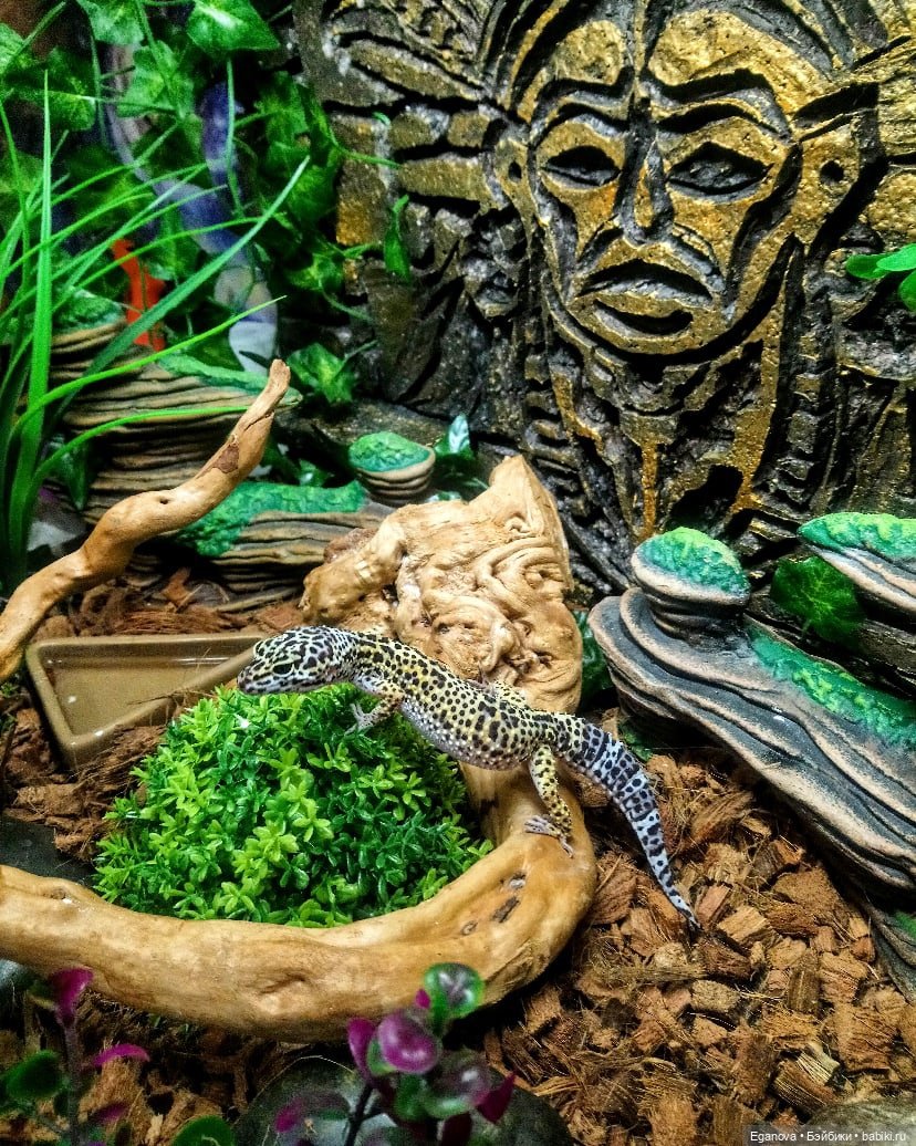 Облагораживала своими руками террариум Эушкам (фото 3)