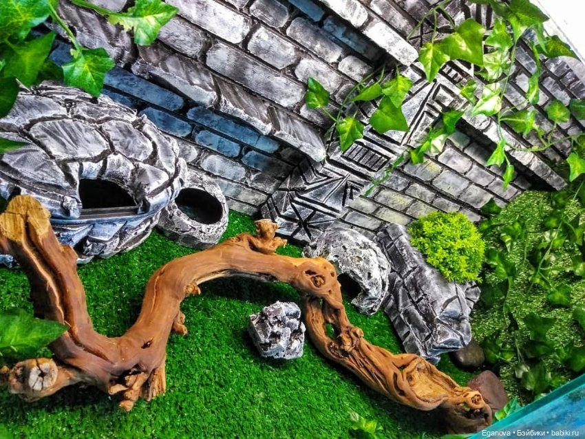 Облагораживала своими руками террариум Эушкам (фото 2)