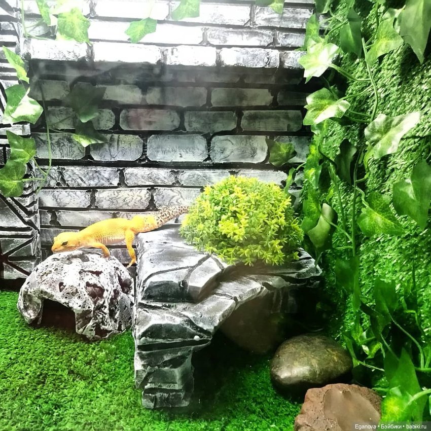 Облагораживала своими руками террариум Эушкам (фото 4)