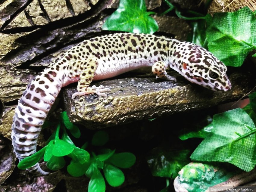 Облагораживала своими руками террариум Эушкам (фото 6)