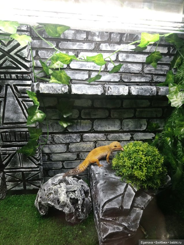 Облагораживала своими руками террариум Эушкам (фото 5)