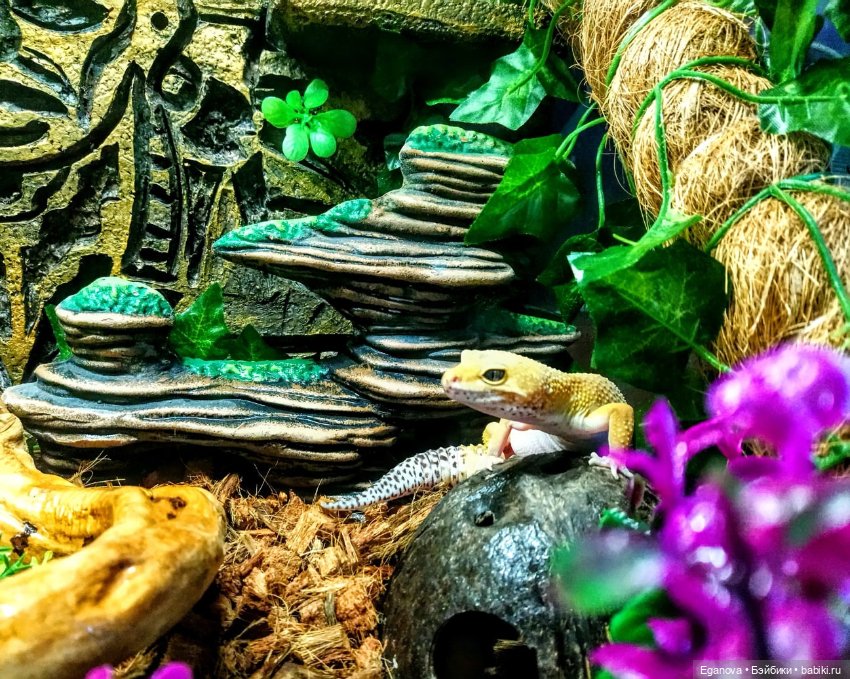 Облагораживала своими руками террариум Эушкам (фото 8)