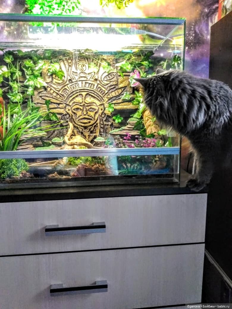 Облагораживала своими руками террариум Эушкам (фото 9)
