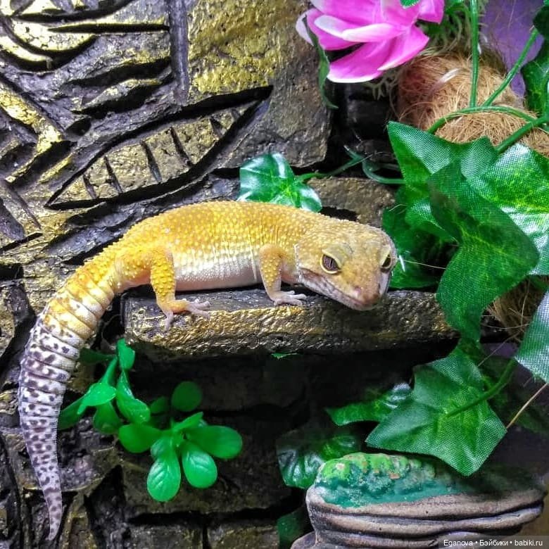 Облагораживала своими руками террариум Эушкам (фото 7)