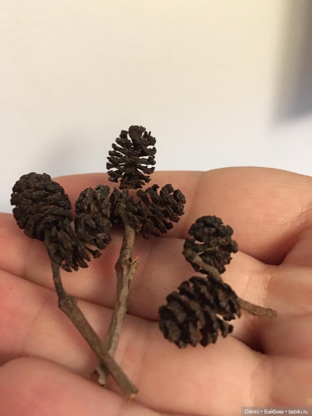 Мини шишки на елочку — Кукольная миниатюра своими руками: еда (фото 2)