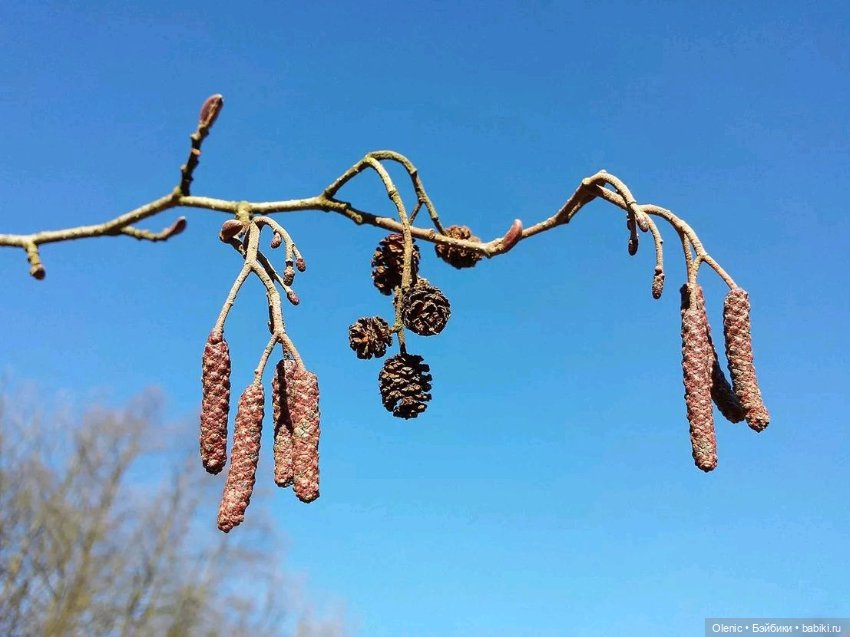 Мини шишки на елочку — Кукольная миниатюра своими руками: еда