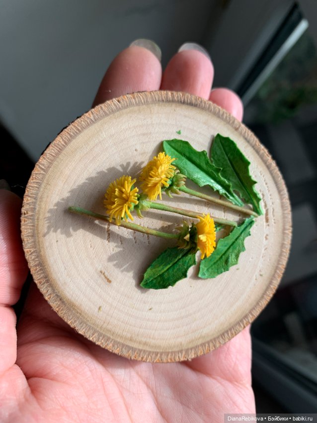 Мини одуванчики в горшочке (фото 3)