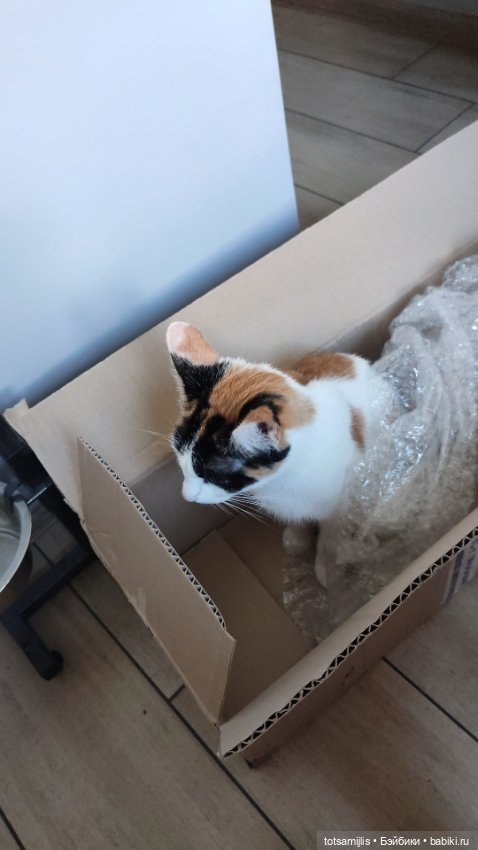 Migidoll Ell распаковка — Авторские куклы BJD (БЖД) у нас дома: фото (фото 3)