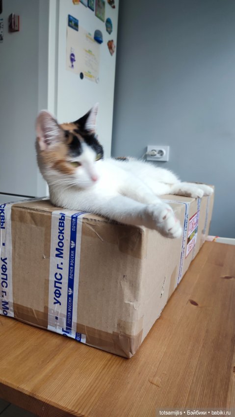 Migidoll Ell распаковка — Авторские куклы BJD (БЖД) у нас дома: фото (фото 2)